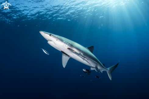 A Blue Shark