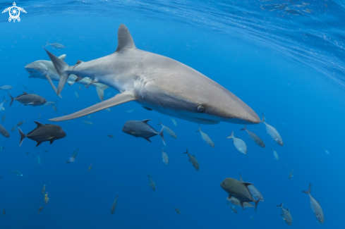 A Carcharhinus falciformis | Silky Shark