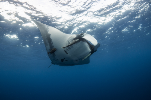 A Oceanic Manta