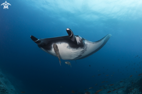 A Manta birostris | Oceanic Manta