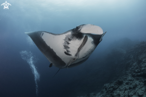 A Oceanic Manta