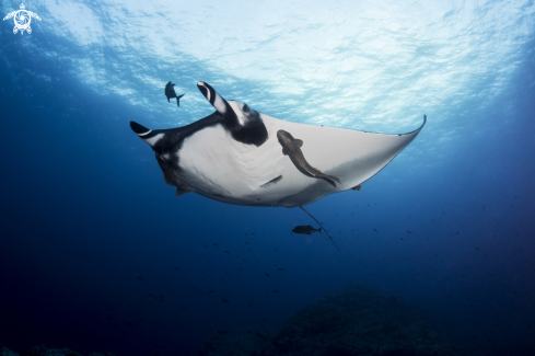 A Manta birostris | Oceanic Manta