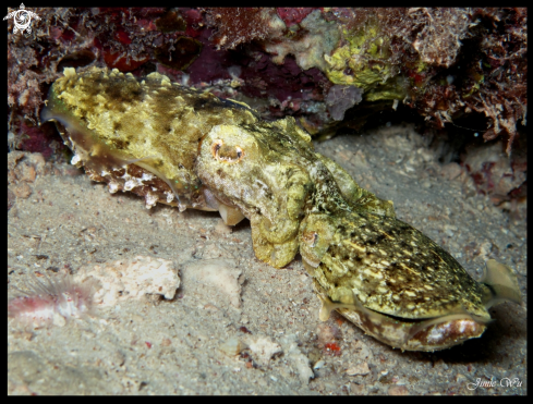 A Nocturnal Cuttlefish