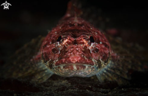 A Smoothhead Sculpin