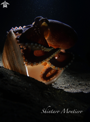 A coconut octapus 