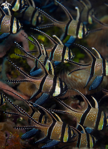 A Banggai Cardinalfish