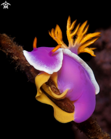 A Hypselodoris apolegma | Hypselodoris apologia