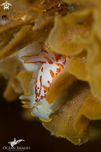 A Fiery Nudibranch