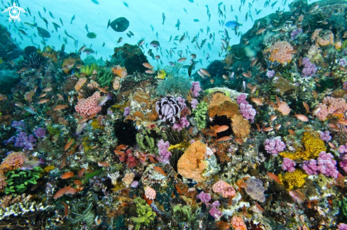 A reef view