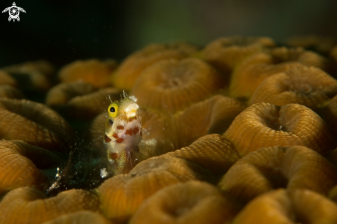 A Secretary blenny