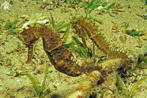 A sea horse