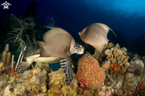 A Hawksbill and two grey angelfish feeding on a sponge