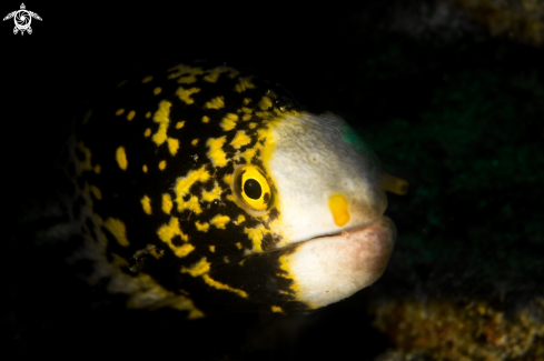 A Snowflake moray eel