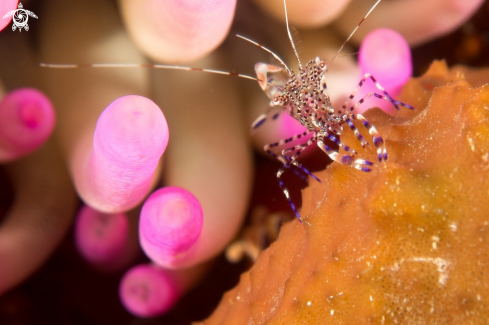 A Spotted cleaner shrimp