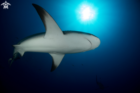 A Caribbean reef shark