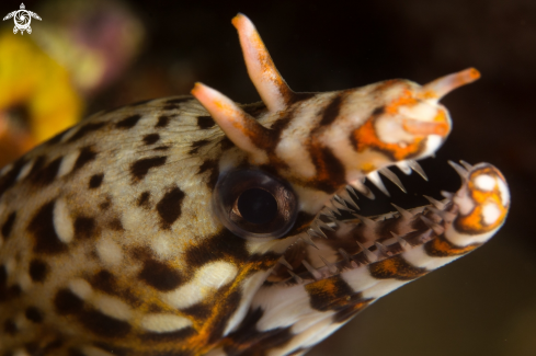 A Dragon eel