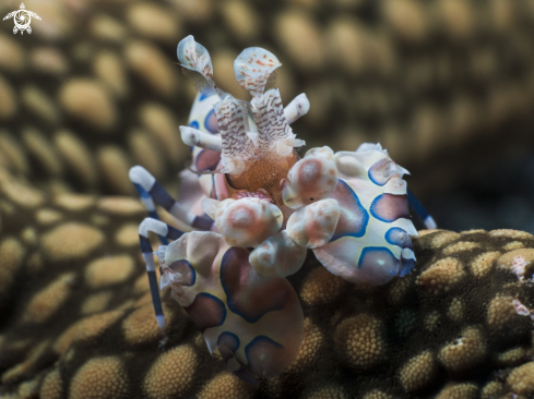 A harlequin shrimp