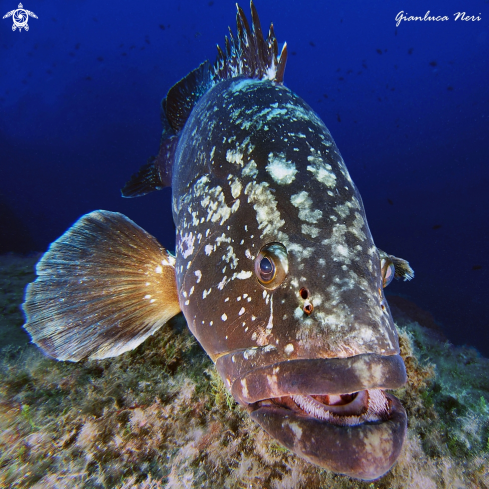 A Epinephelus marginatus | Cernia bruna