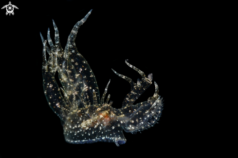 A Melibe megaceras Nudibranch