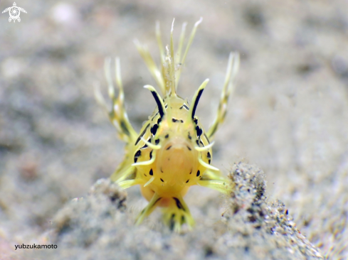 A  Pterois antennata | Lion Fish