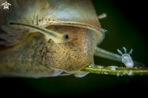 A Great pong snail