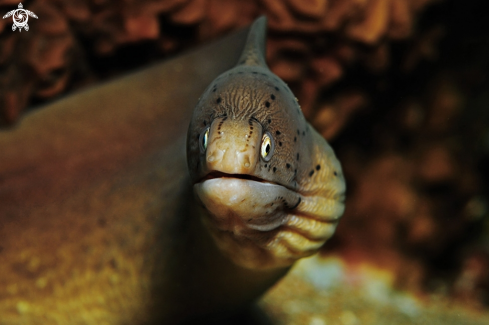 A moray eel