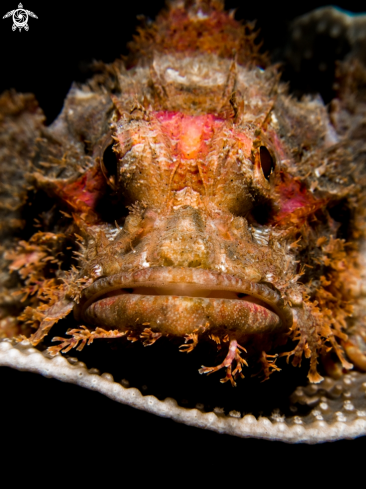 A Scorpionfish