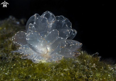 A Nudibranch