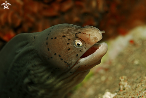 A moray eel