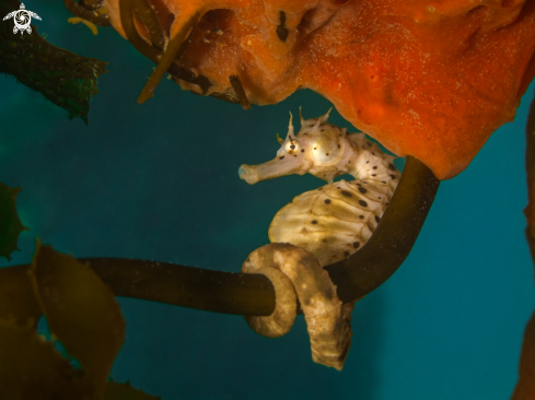 A Seahorse