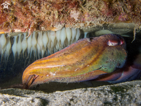 A Cuttlefish