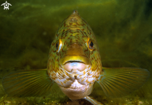 A Ballan wrasse