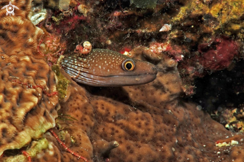 A eel snake