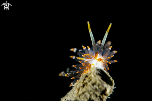 A nudibranchi