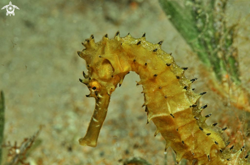 A sea horse