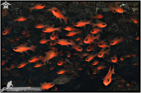 A Anthias anthias | Anthias