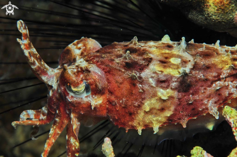 A cattelfish