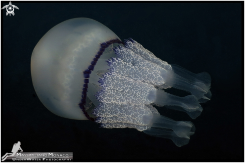 A Rhizostoma pulmo | Medusa polmone di mare