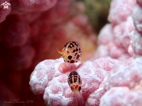 A Ladybug Amphipods