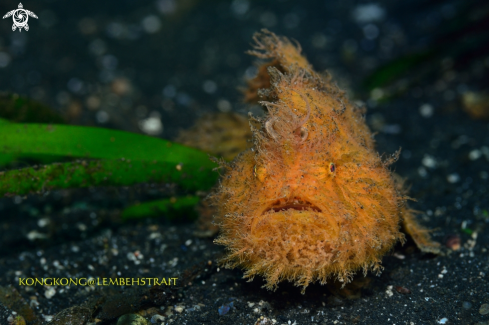 A Hairy Frogfish