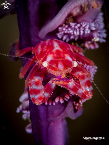 A red porcellini crab