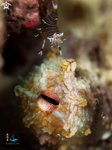A Octopus briareus & Gnathophyllum americanum | Caribbean reef octopus & striped bumblebee shrimp