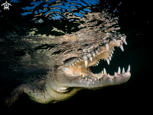 Saltwater Crocodile