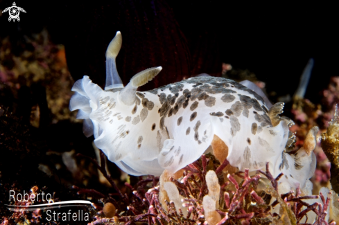 A Dendrodoris grandiflora | Grandiflora