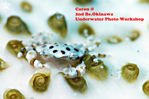 A Sea cucumber crab