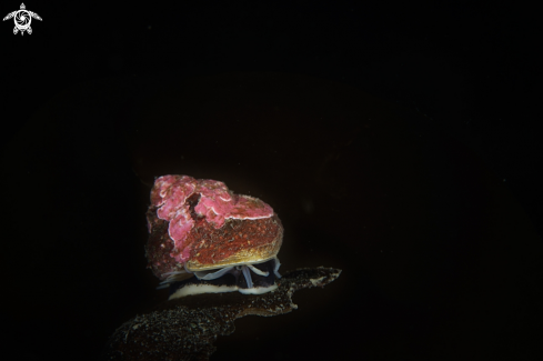 A Top Snail on Kelp