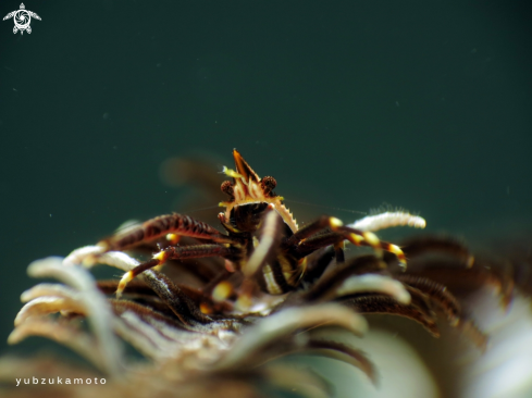 A Crinoid Squat Lobster