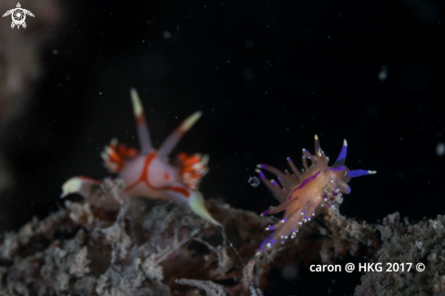 A Nudibranch