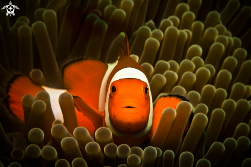 A Clownfish