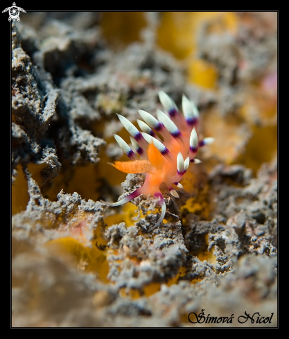 A nudibranch